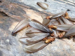 Termita alada tumbada en el suelo