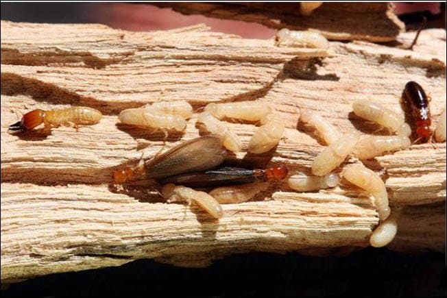 Termitas de madera seca en un árbol seco