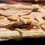 Termitas de madera seca en el árbol seco