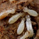 Aubterranean Termites en un agujero