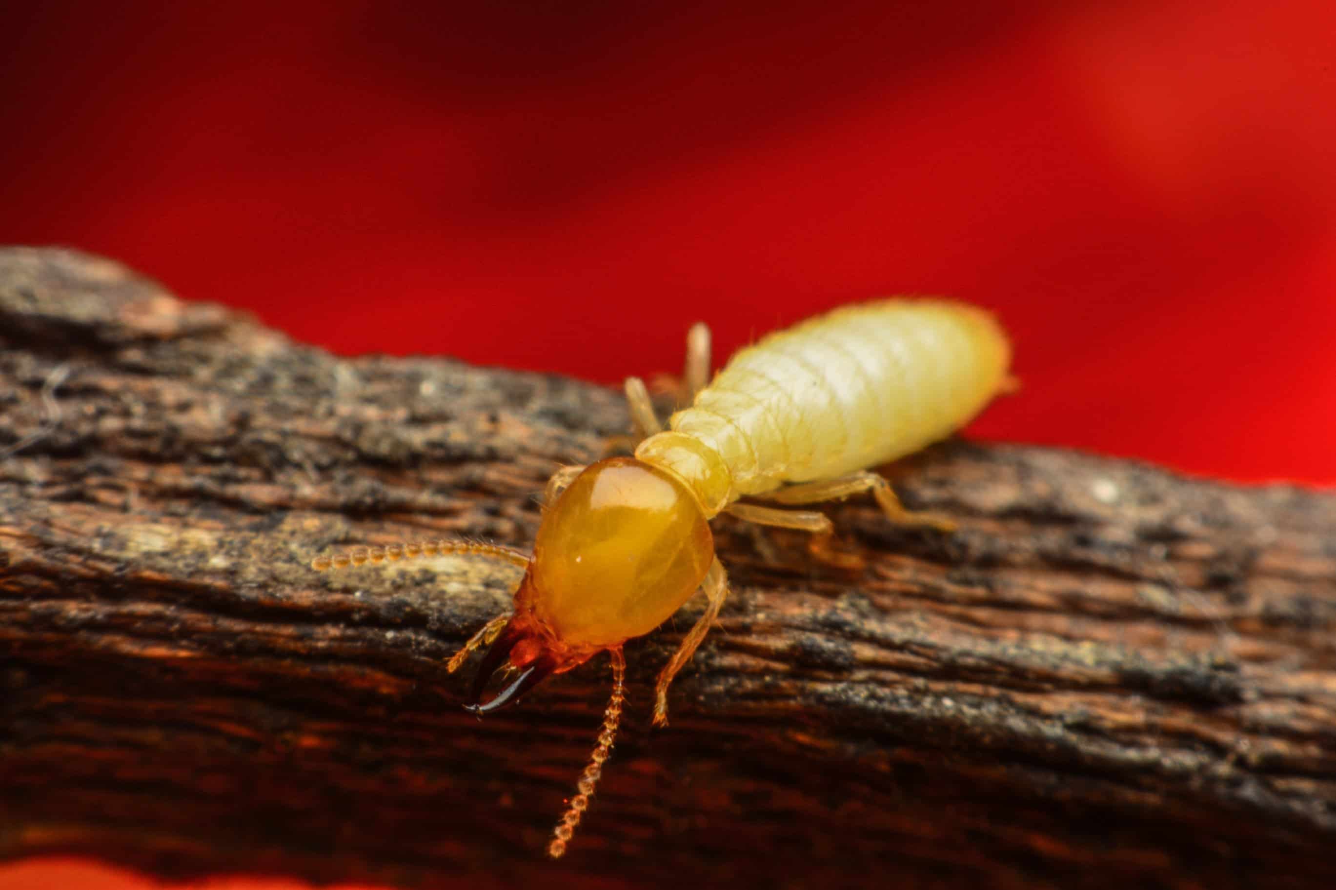 Imágenes de las termitas de madera seca