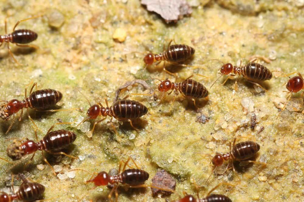 Un grupo de termitas de cabeza de cono