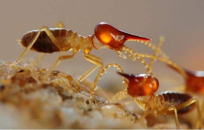 Dos termitas de cabeza de cono