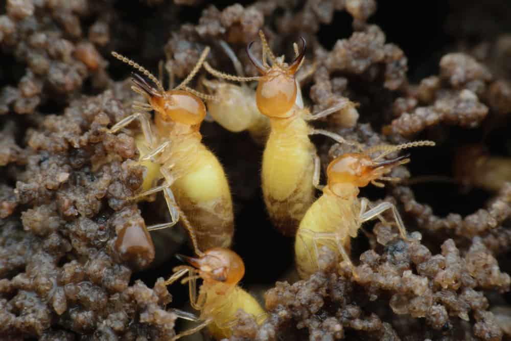 Termitas formosanas en su cueva