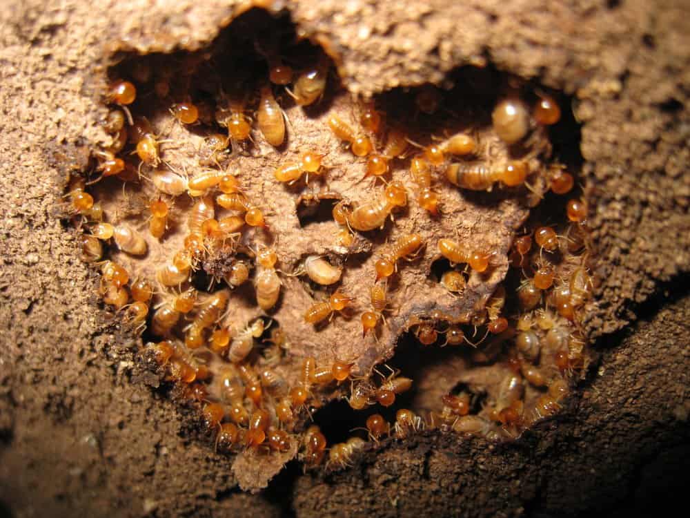 Termitas subterraneas en el nido