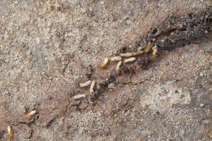 Un grupo de termitas en el suelo