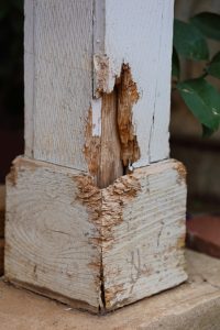Daño de la termita en la fundación de madera