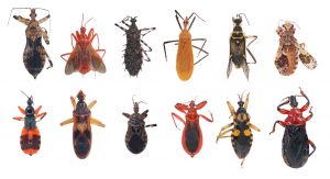 Tipos de Insectos Asesino — 8 Guía de Tipos Principales