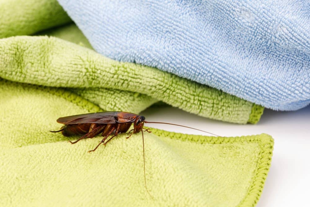 Una cucaracha en las toallas en el baño
