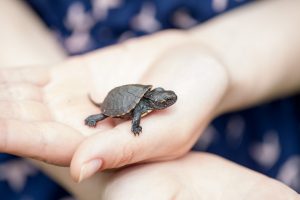 Cuidado de la Tortuga — Cómo Cuidar de una Tortuga