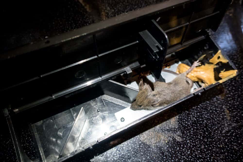 Un ratón está atrapado en una trampa eléctrica