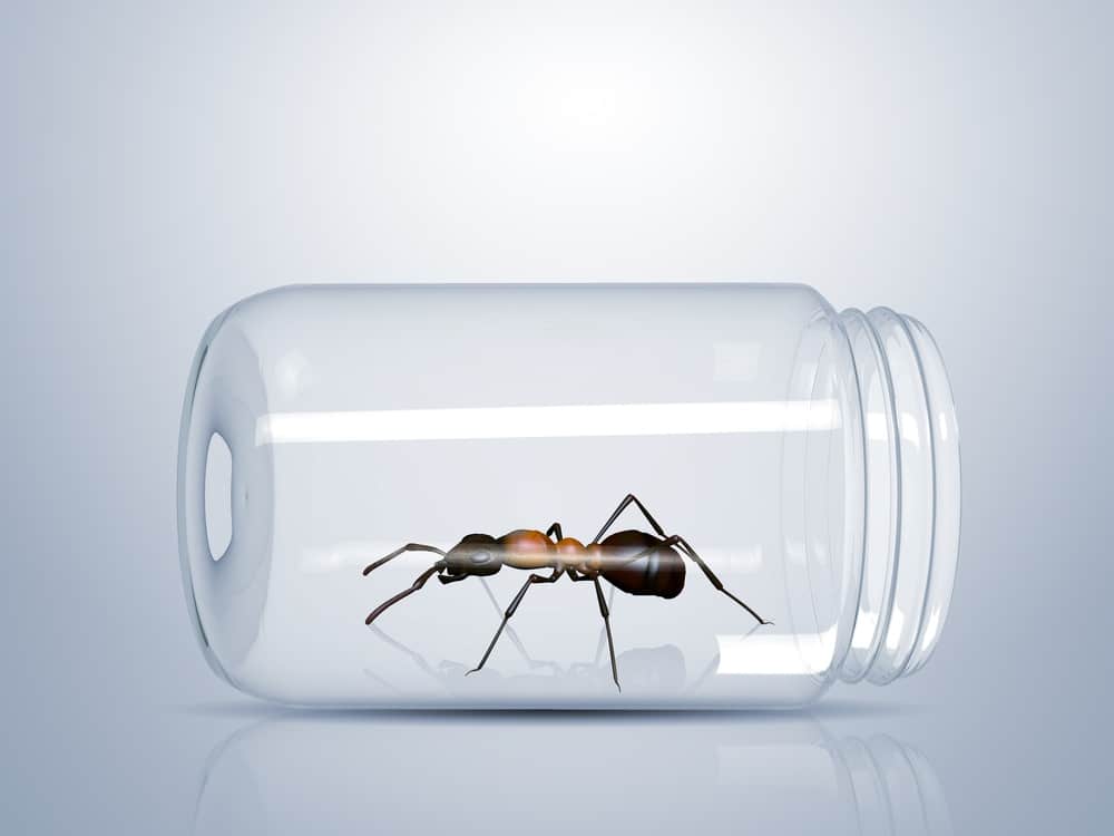 Cómo Deshacerse de las Hormigas de Azúcar Rápido? 4 Formas de Erradicar Estas Hormigas Pesadas