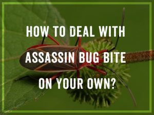 ¿Cómo Lidiar con la Picadura de Insecto Asesino por su Cuenta?