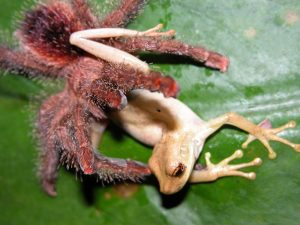 Una Tarantula está capturando una rana de árbol.