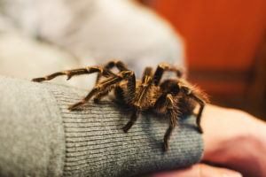 Una araña de tarántula se subió a la mano de una chica.