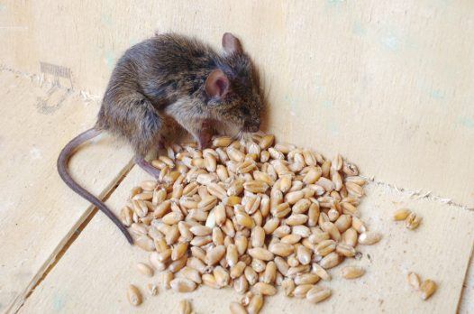 Ratón muerto cerca de grano venenoso