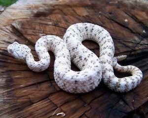 Serpiente blanca moteada tumbada en el agua