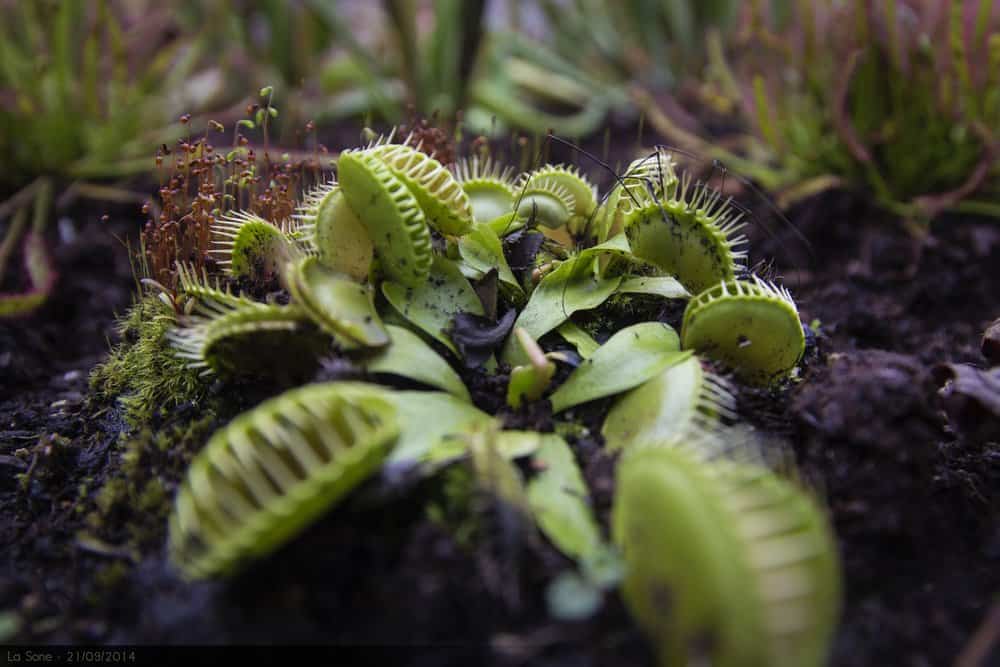 Venus flytrap fondo