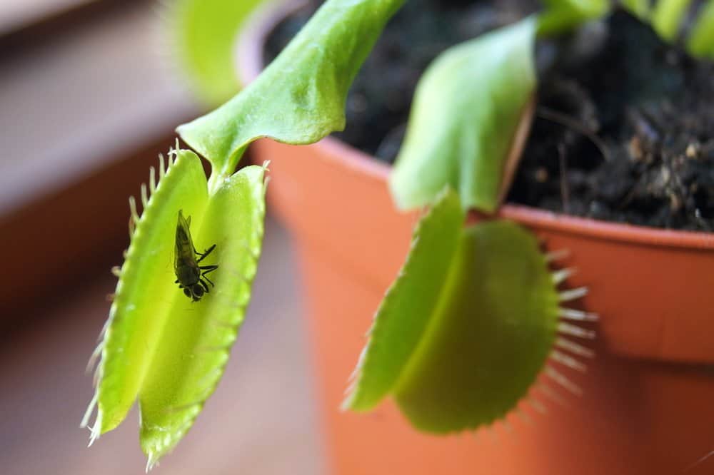 Venus flytrap fondo