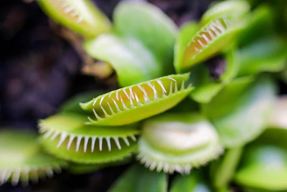 Venus flytrap fondo