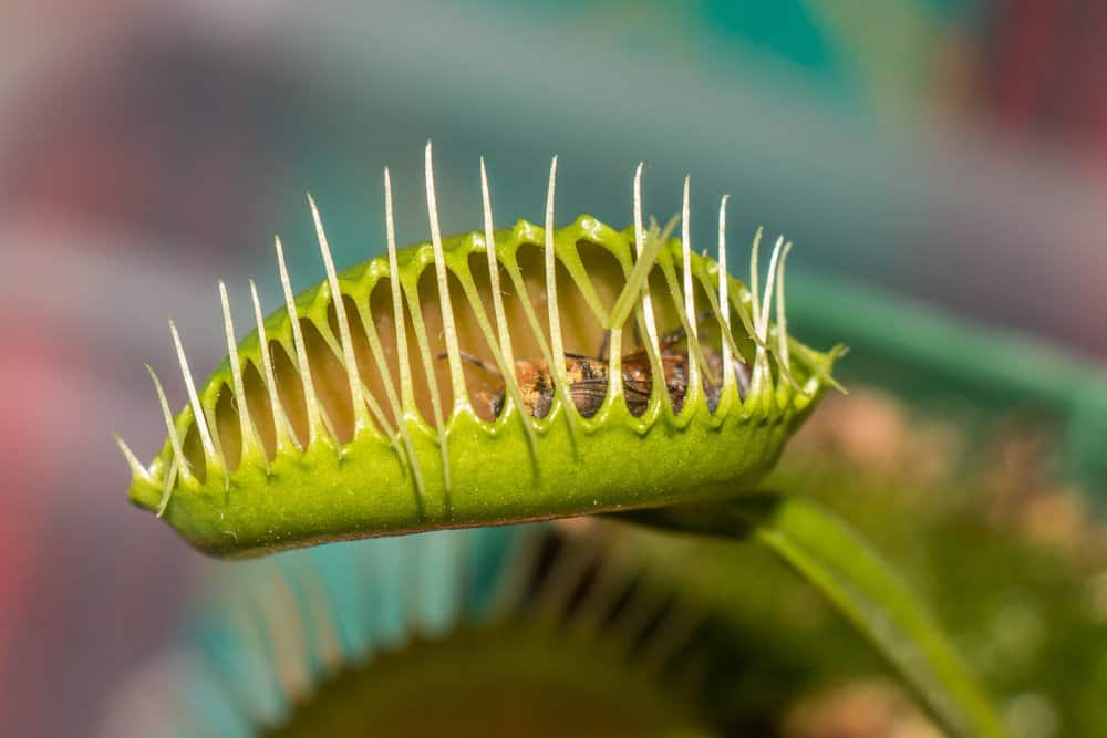 Venus flytrap fondo