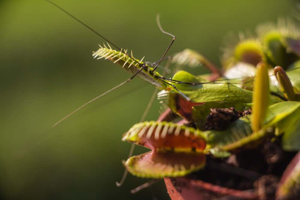 Venus flytrap fondo