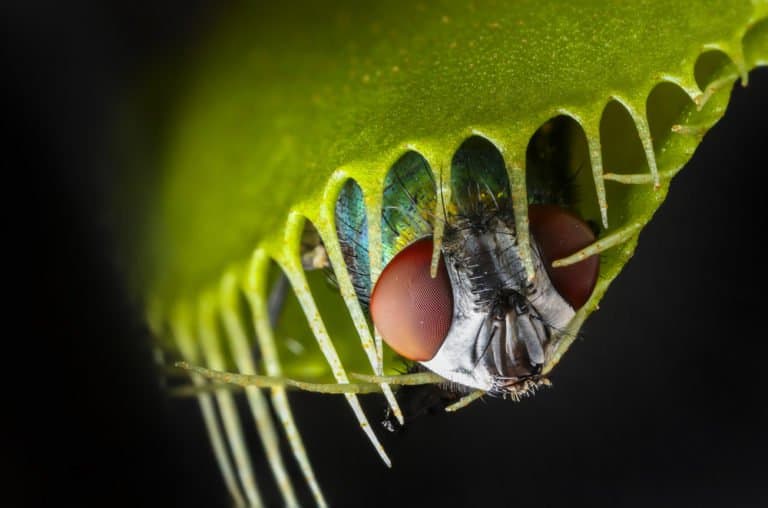 atrapamoscas de Venus en el fondo de la naturaleza