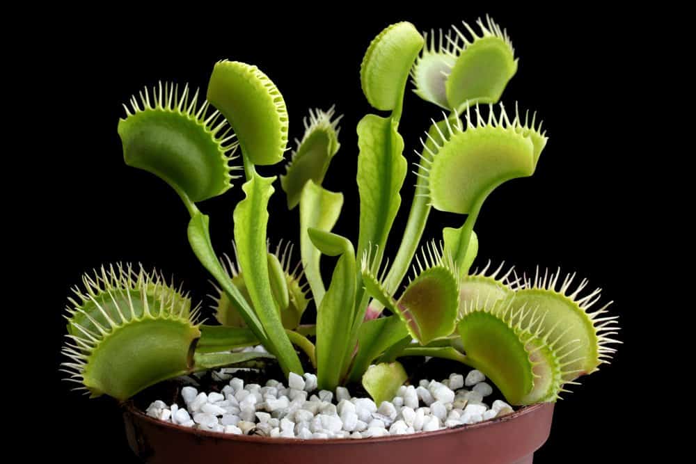 Venus flytrap fondo