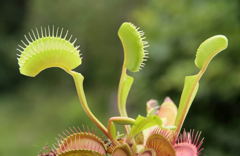 Venus flytrap fondo