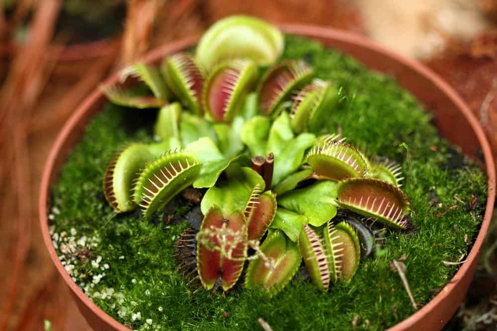 Venus flytrap fondo