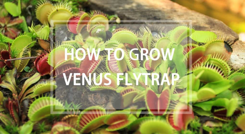 Venus flytrap fondo