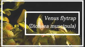 Aprender Más Acerca de Venus Atrapamoscas (Dionaea Muscipula)