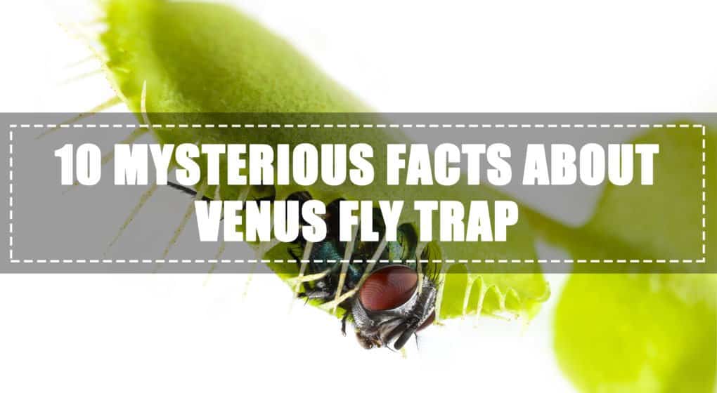 Venus flytrap fondo