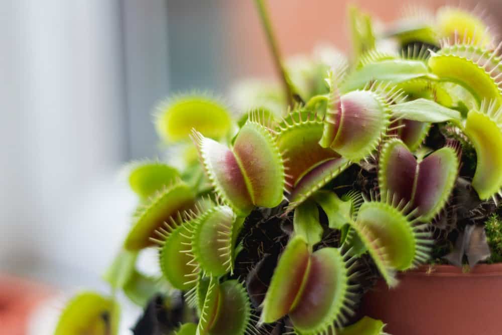 Venus flytrap fondo