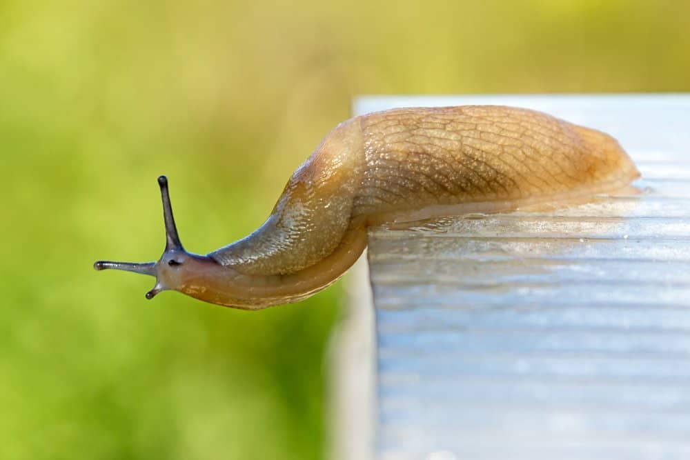 única babosa en la naturaleza