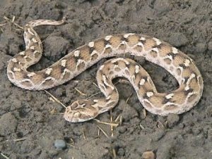 Una serpiente Viper a escala de sierra en el suelo