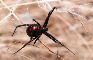 Increíble Viuda Negra Araña Hechos y el Tratamiento de Mordeduras