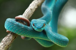 Primer plano de una serpiente Víbora azul