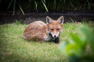 Cómo Controlar los Zorros de Jardín y Mantener su Jardín Seguro