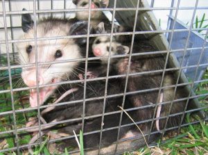 Familia Possum atrapada por una trampa