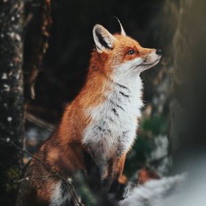 Zorro Rojo — Cómo Mantener Zorros Rojos como Mascotas