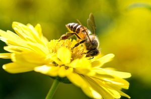 Una foto de una hermosa abeja y flores en un día soleado.