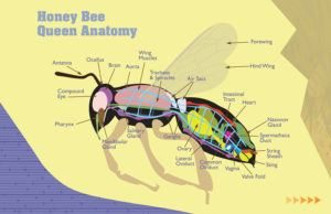 anatomía de la abeja melífera