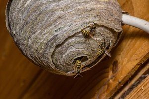 abejas anidando en casa