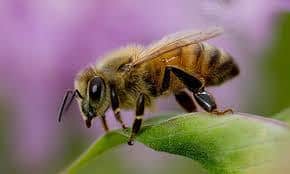 una abeja africanizada en la naturaleza