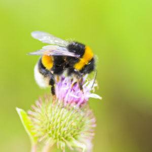 Una abeja que se sienta en la flor salvaje.