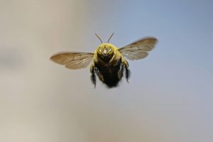 Abeja de carpintero en el aire.