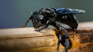 Abeja de carpintero en una estaca de madera con un agujero.