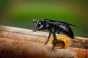 Una abeja de carpintero en el árbol con un agujero.