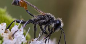 abeja excavadora aislada en las flores.